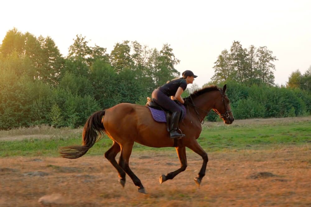 Equitation